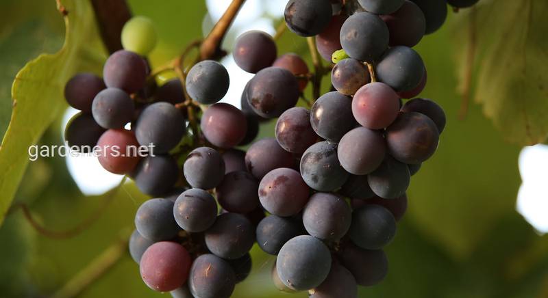 Сбор винограда для изготовления вина 
