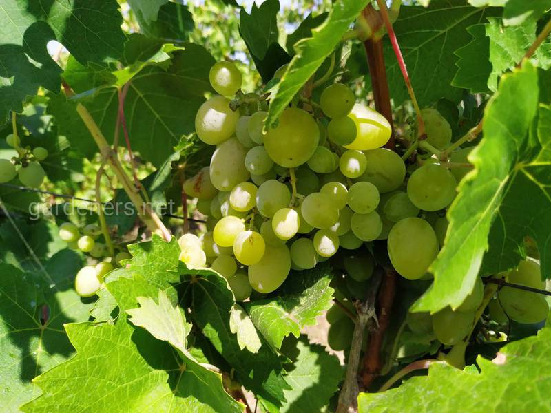 Почему у винограда отслаивается кора