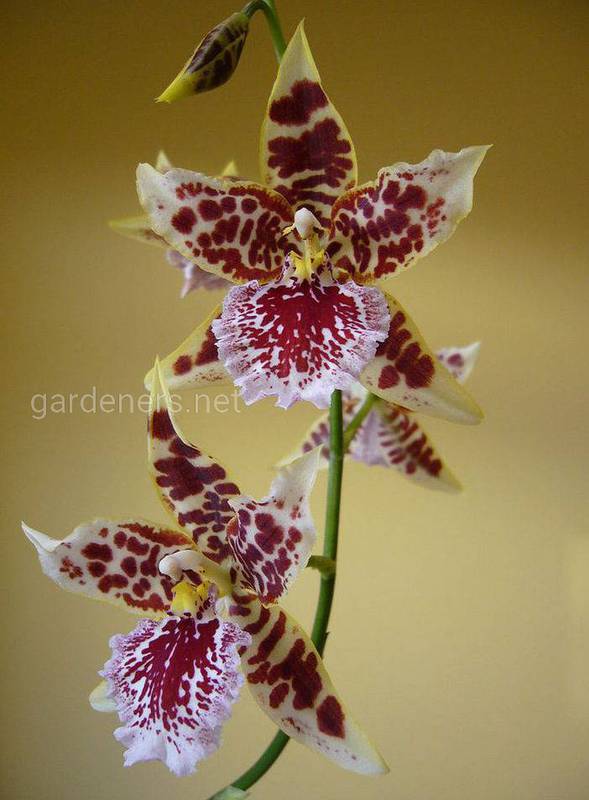Орхідея Камбрія