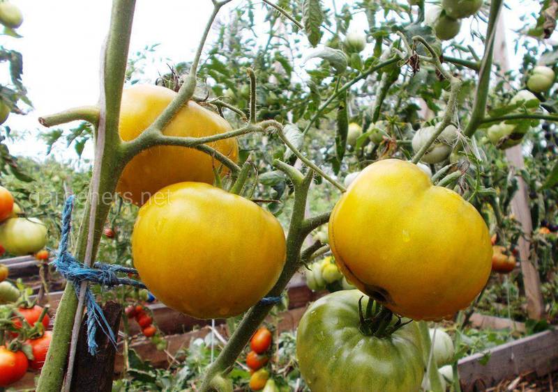 Какие профилактические мероприятия необходимо выполнить для того, чтобы защитить томаты от болезней?