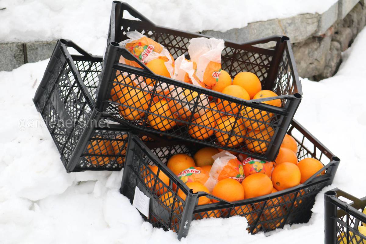 мандарины на снегу