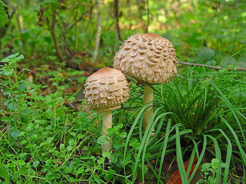 Гриб-зонтик краснеющий: описание, где растет, его двойники и полезные  свойства гриба | Огородники