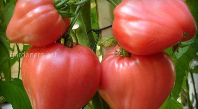 Как выращивать томат воловье сердце, чтоб собрать урожай уже в начале лета?)