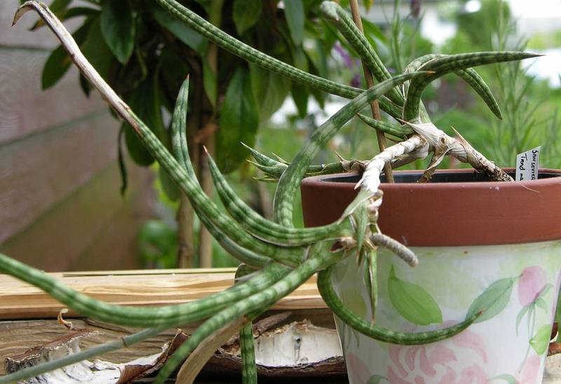 Сансевиерия