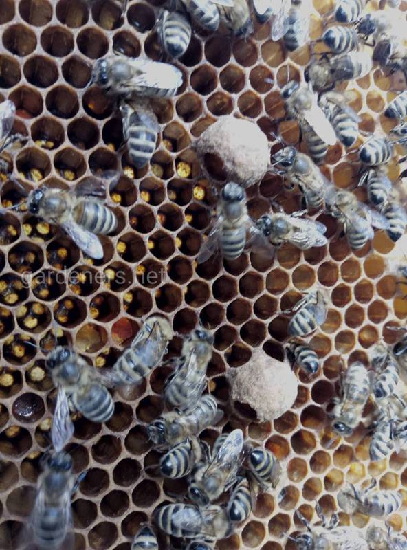 "Управління теплом", як бджоли реагують на змінення температури