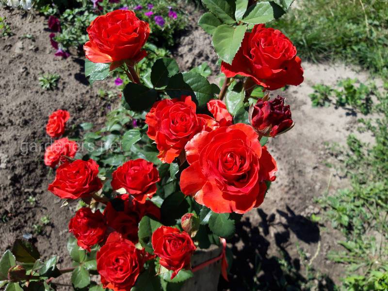 Как успешно размножить сортовые розы?