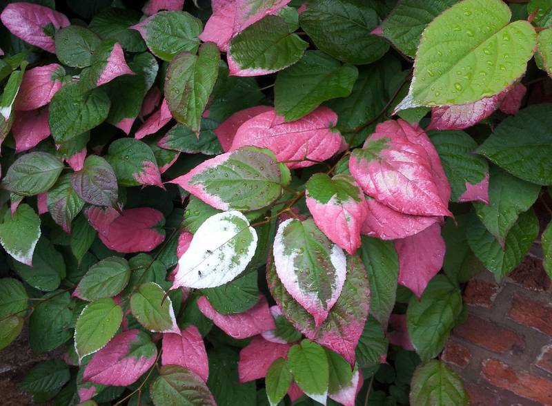 Загородная жизнь