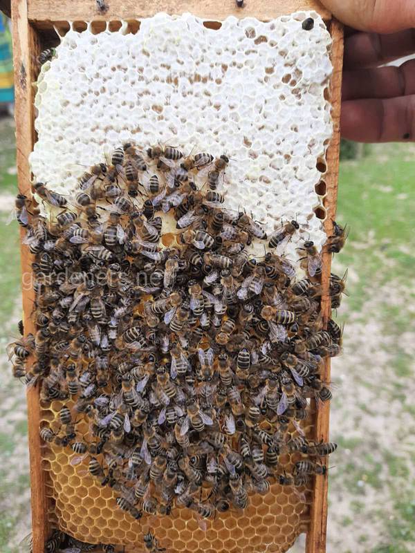 Як бджоли відчувають солодкий смак