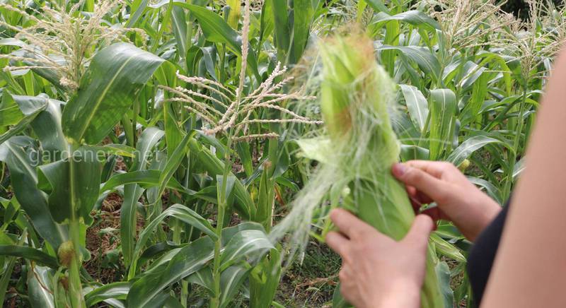 5 интересных фактов о кукурузе 