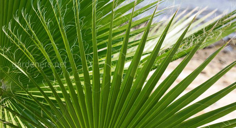 Латания – редкий род пальмы с Маскаренских островов и ее виды. 