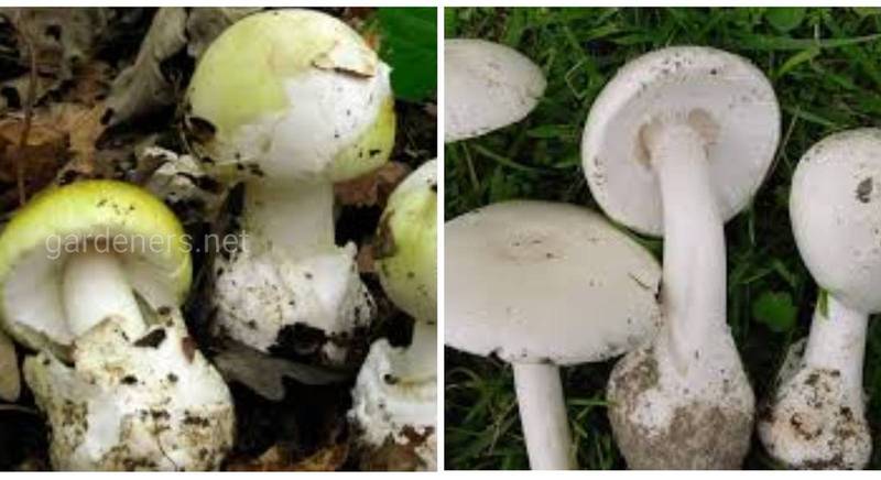 Бліда поганка - смертельно отруйний дар лісу. Як не сплутати її з їстівними грибами?