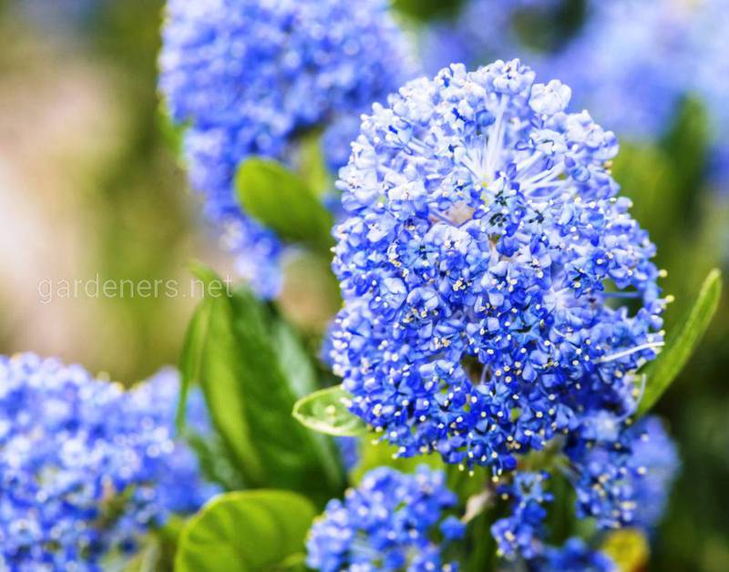 Цеанотус - один з найкрасивіших чагарників з блакитними квітками.