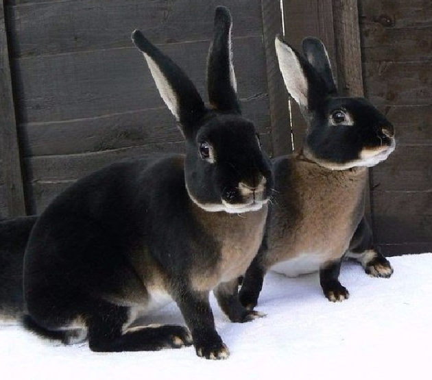 Черно-бурый кролик