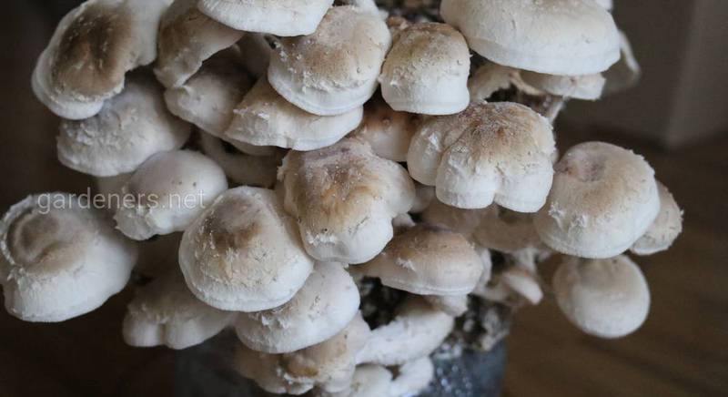 Удивительные и малознакомые грибы Шиитаке