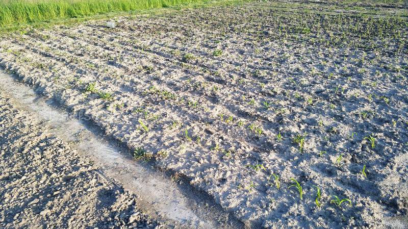 Значение влажности почвы для ее правильной обработки!