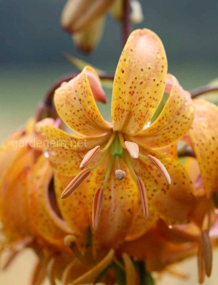 Новый сорт лилии «Peppard Gold»