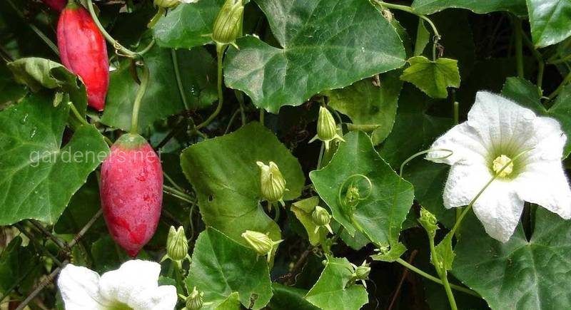 Кокциния индийская: особенности выращивания плющевидной тыквы на даче