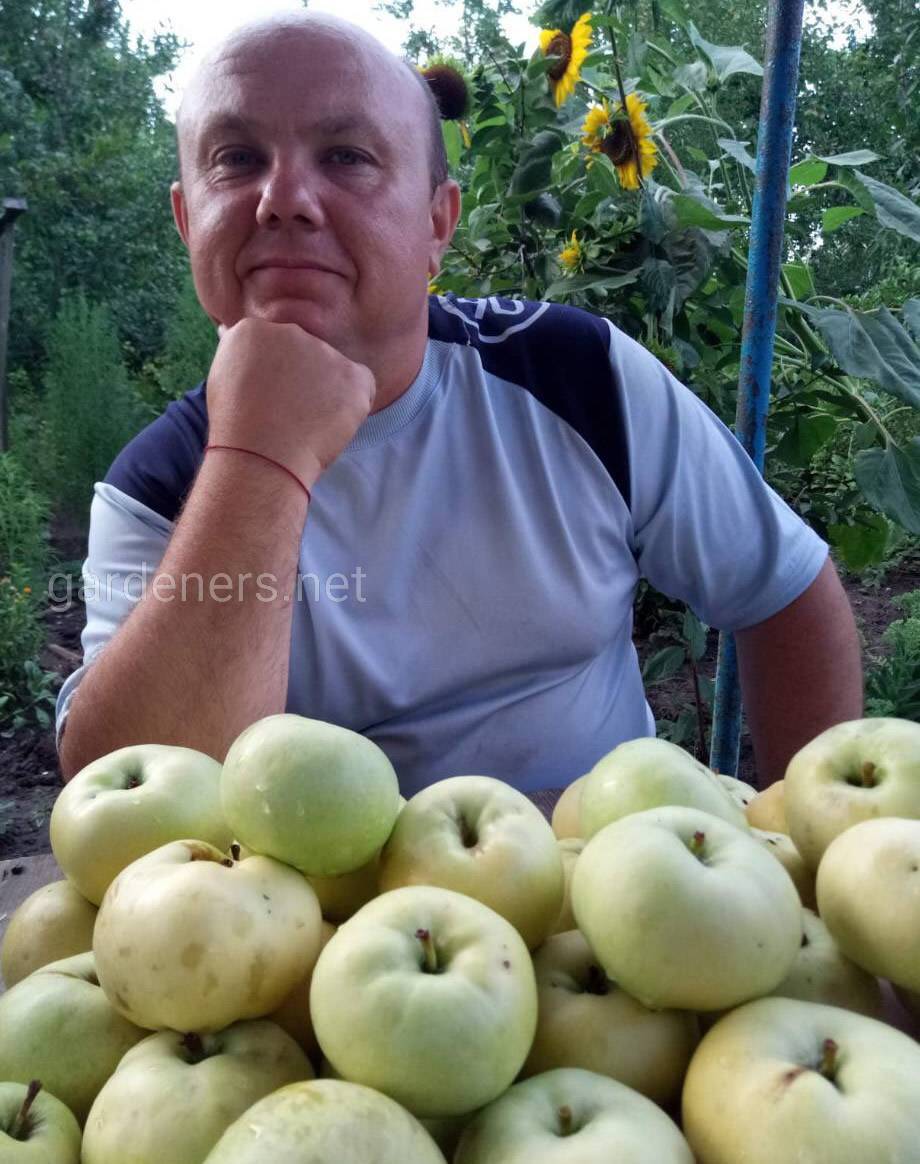 яблоки и коллекционер плодовых Кировоград