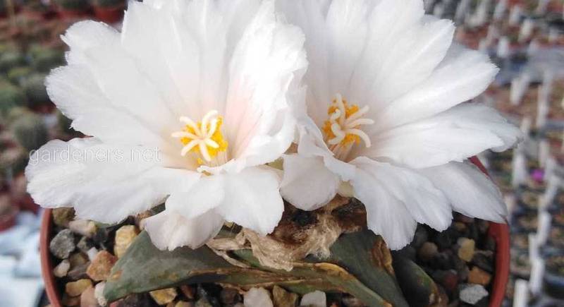 Ариокарпус: описание изменчивых видов редкого кактуса