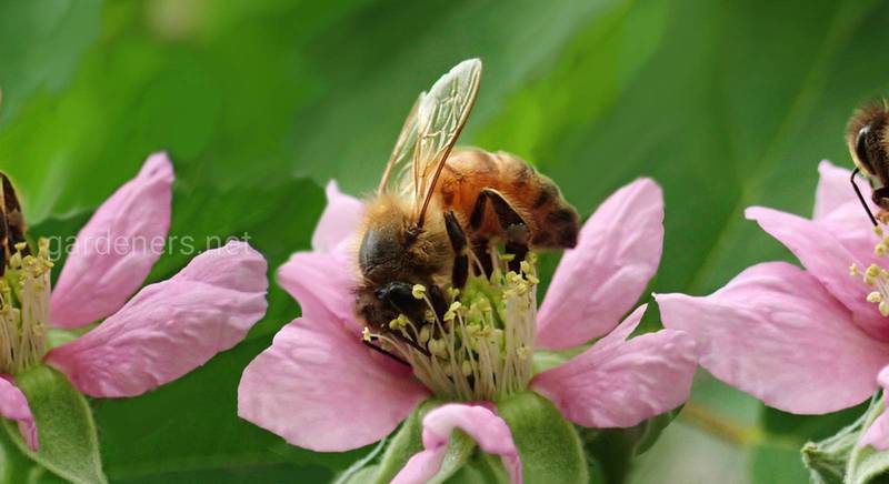 В чому значущість бджіл, як запилювачів?