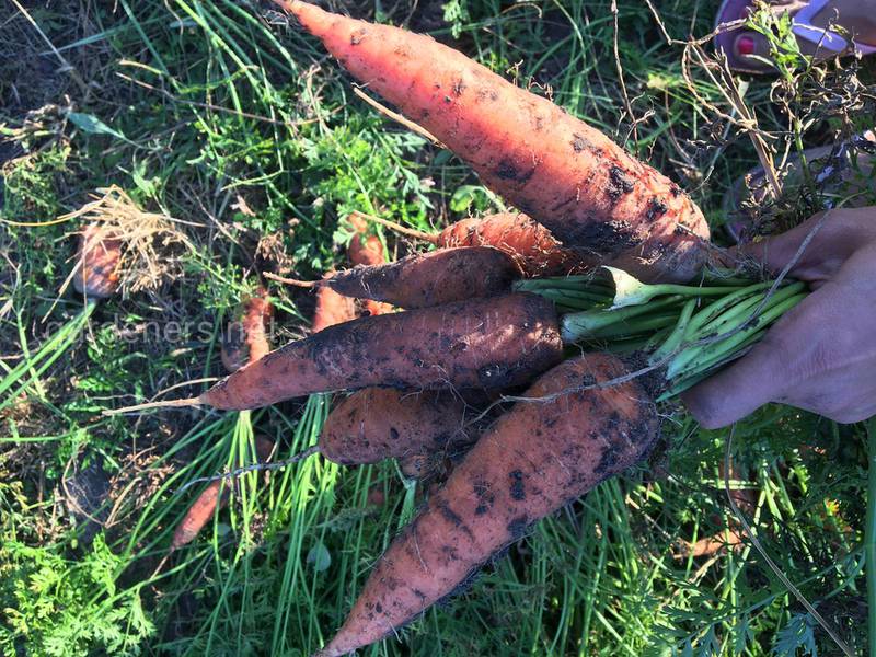 Ураження моркви борошнистою росою