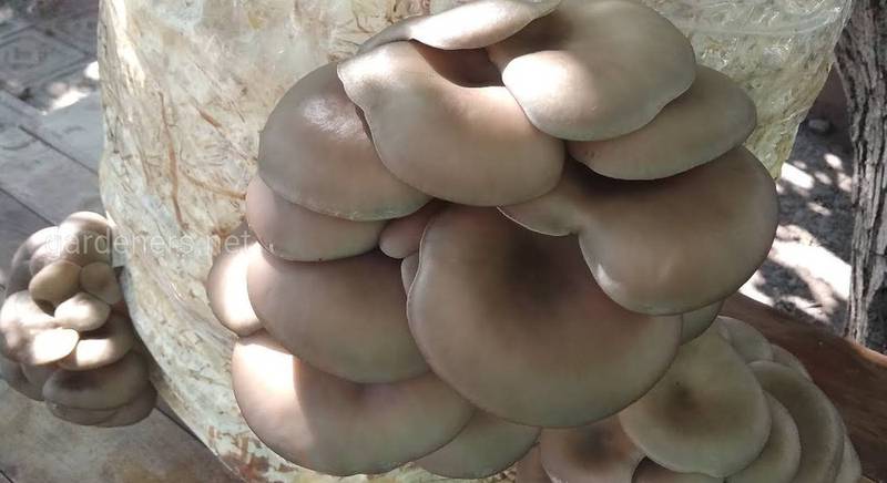 Самые лучшие грибы для выращивания круглый год