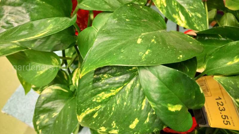 Эпипремнум - растение, способное выводить вредные токсины с помещения!
