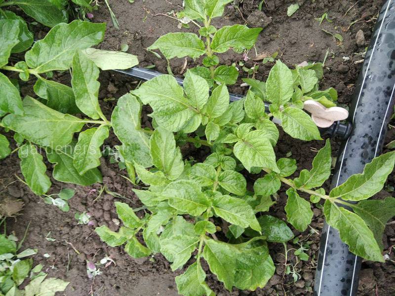 Совет для повышения урожайности картофеля