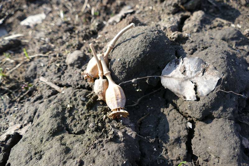 Сад и огород