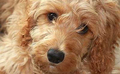 Бедлингтон-терьер Bedlington Terrier