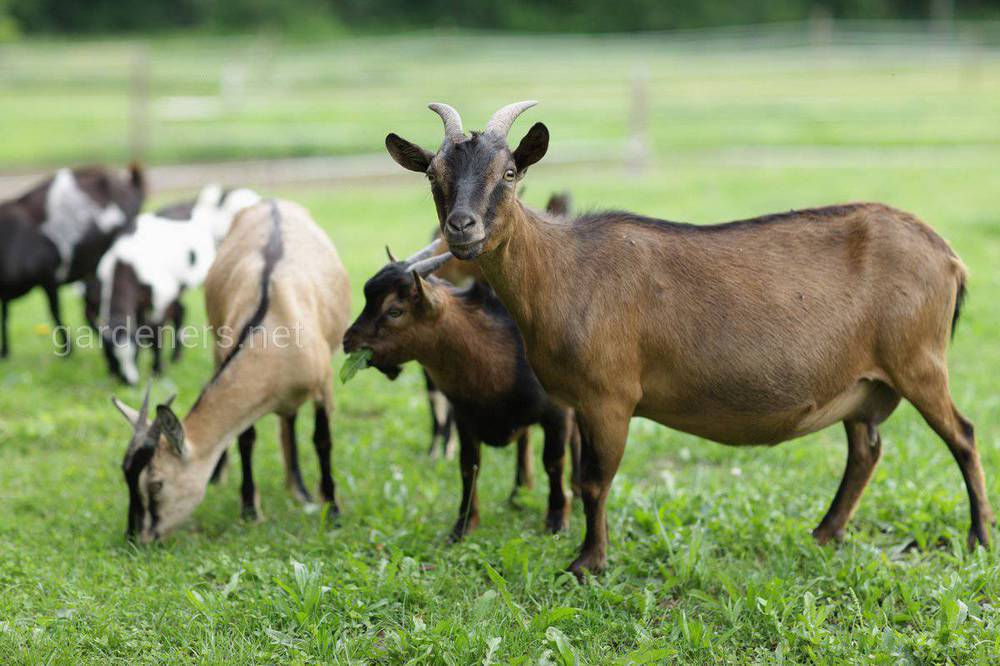 Особенности составления рациона питания коз