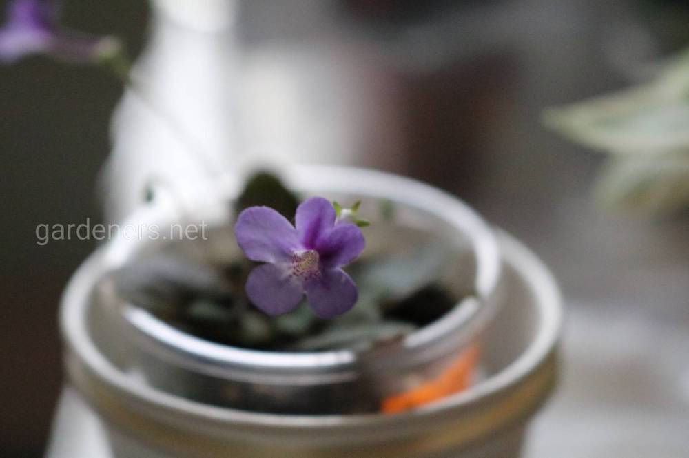 крошечное декоративно-цветущее комнатное растение