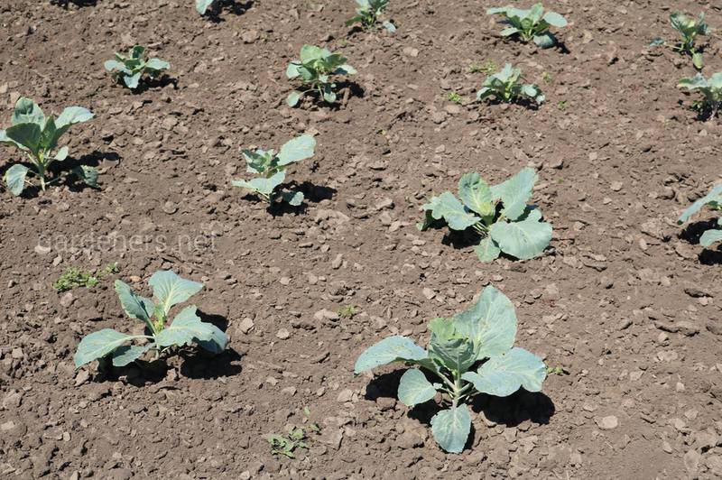 Какие условия благоприятны для органического выращивания капусты?