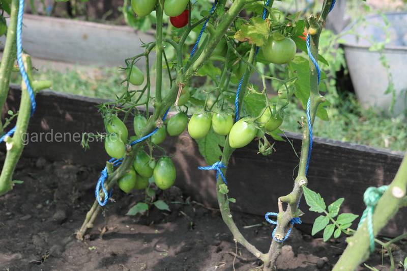 Як правильно підв'язати помідори в тепличних умовах?