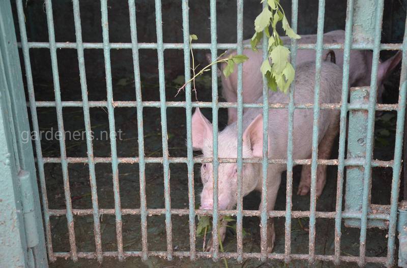 Якщо ви робите суміш для свиней самостійно — зверніть увагу на пропорції!