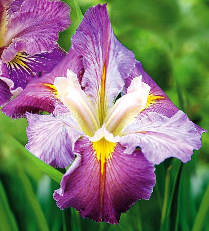 Iris Louisiana Cajun Capers