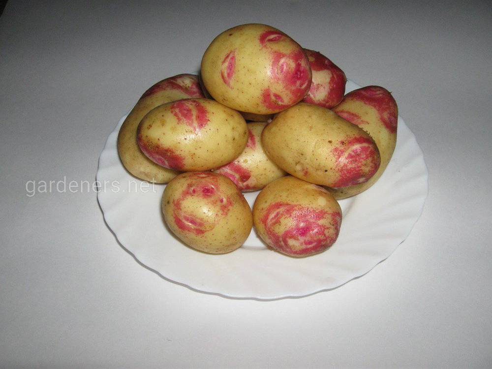 Сорт картофеля Бикини