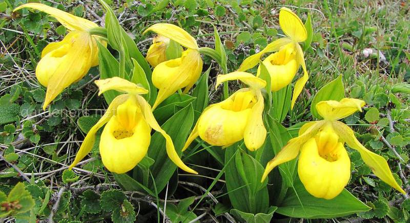 Красавица орхидея на участке – миф или реальность?