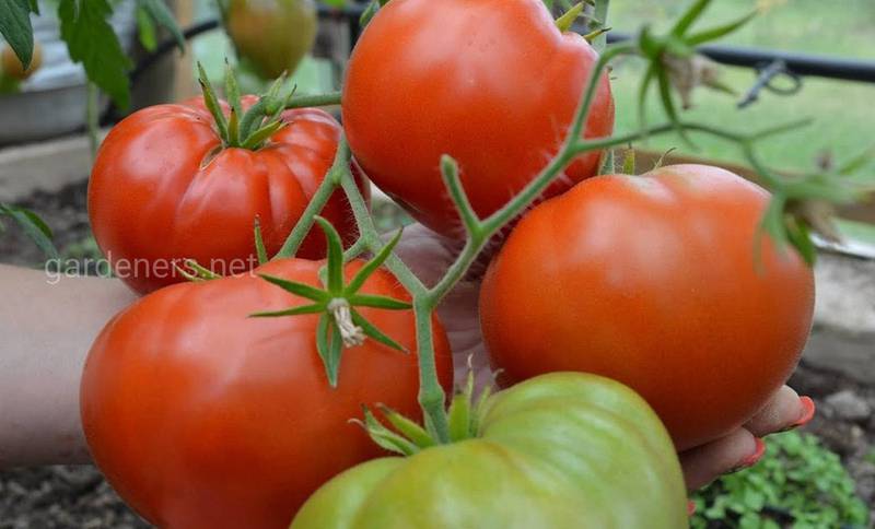 Як допомогти дозріванню томатів та виробити власне насіння?