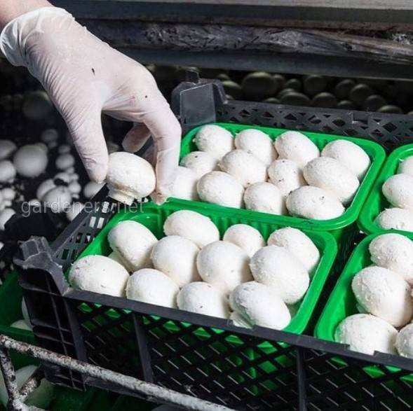 Технологічний процес вирощування грибів