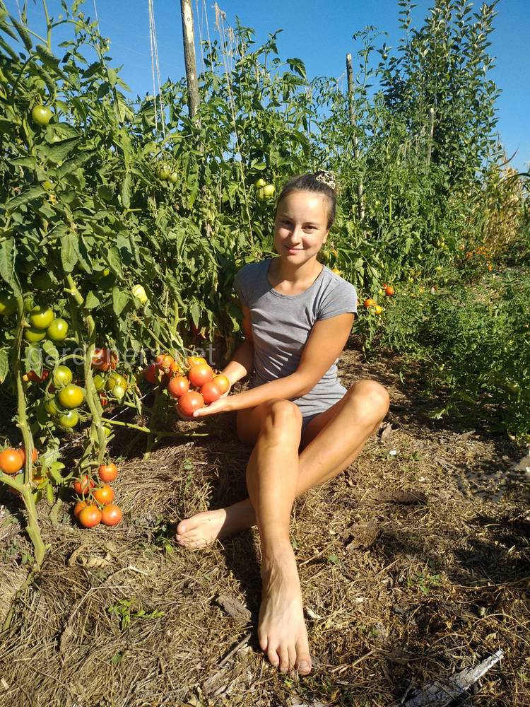 Огородник из рязани рассада томатов