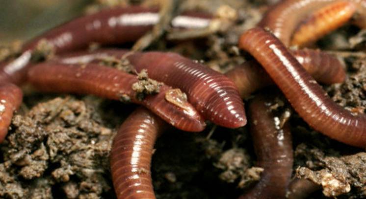 Фермер в Могилевской области разводит червей