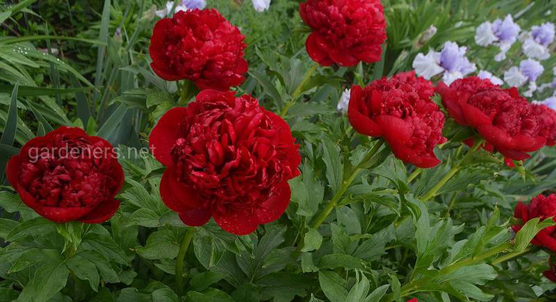 ТОП-8 квітів із червоними суцвіттями для клумби червоного кольору