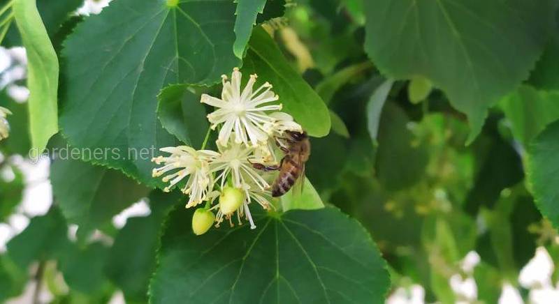 Общая характеристика пчел