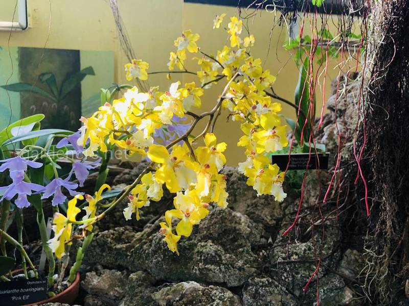 Орхідея Каттлея
