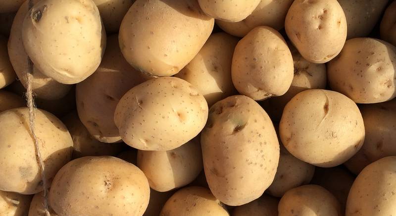 ТОП-3 способа посадки картофеля
