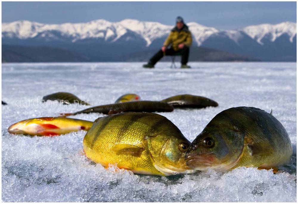 Особенности зимней рыбалки