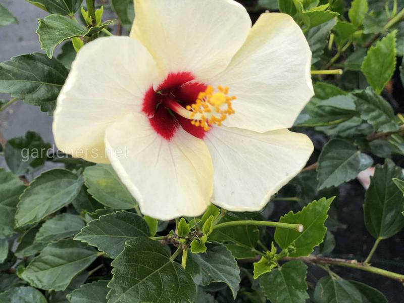 Гібіскус - красива квітка, що цвіте лише один день