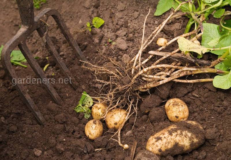 Користь картоплі для організму