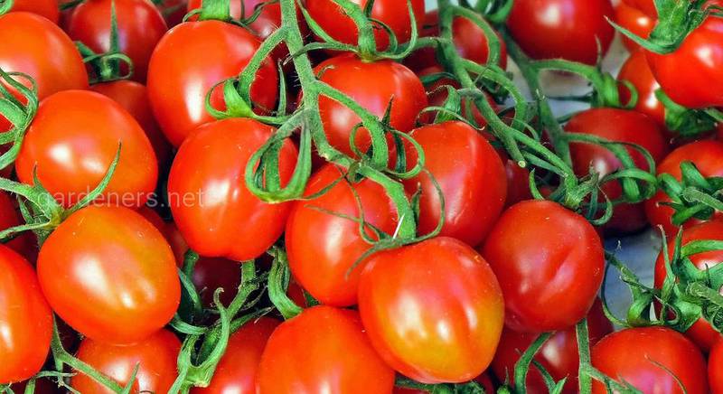 ТОП-6 популярных рецептов помидор на зиму